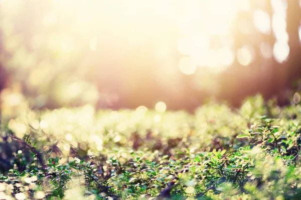 Sabah ışık ve güneş yeşil bokeh sızdırıyor. Bulanık arka plan. Yaz konsepti. Defocused Bokeh. Afiş. Vahşi doğa