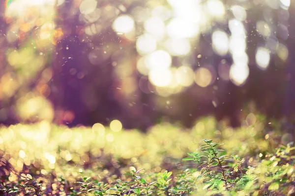 Groene natuurlijke achtergrond onscherp. Forest bokeh. Banner. Kopieer ruimte. Wazig abstracte textuur. Zomer concept. Wilde natuur — Stockfoto