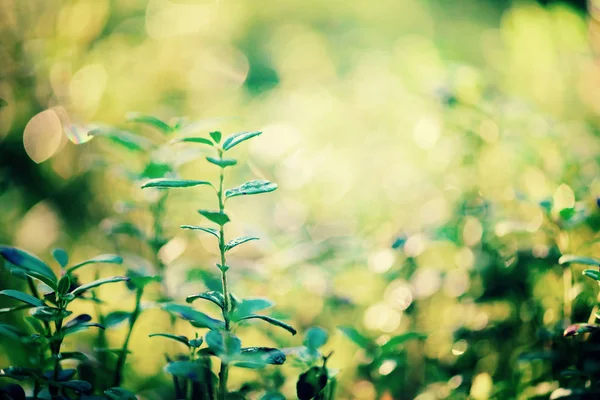 Gröna bokeh i morgonljuset och solen läckor. Suddig abstrakt bakgrund. Sommaren koncept. Bokeh oskärpa. Banner. Vild natur — Stockfoto