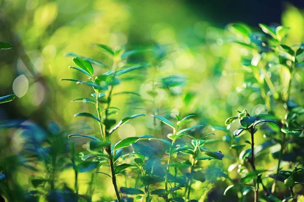 Het patroon van de kleine groene blaadjes in het bos. Wilde natuur. Zomer concept. Kopieer ruimte. Banner. Soft Focus Sea.... — Stockfoto