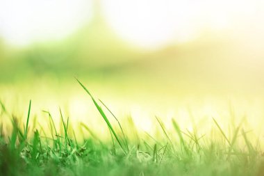 Taze yeşil bahar çimen güneş sızıntıları etkisi, kopya alanı ile. Yumuşak odak. Soyut doğa arka plan. Afiş