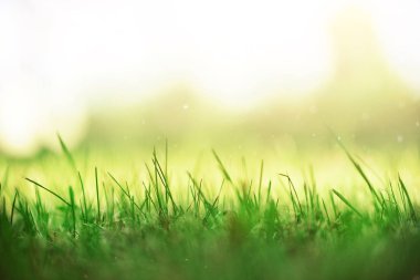 Taze yeşil bahar çimen güneş sızıntıları etkisi, kopya alanı ile. Yumuşak odak. Soyut doğa arka plan. Afiş