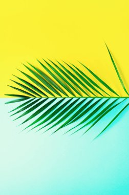 Tarz yaz konsepti. Tropikal palmiye sarı ve mavi arka plan üzerinde bırakır. En az doğa. Yaratıcı düz kopya alanı ile yatıyordu. Üstten görünüm