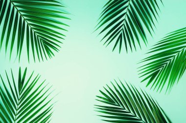 Tropikal palmiye pastel mavi zemin üzerine bırakır. En az yaz konsepti. Yaratıcı düz kopya alanı ile yatıyordu. Üstten görünüm yeşil yaprak punchy pastel kağıt üzerinde