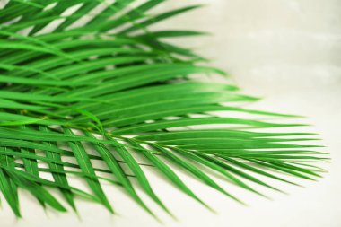 Tropikal palmiye gri beton zemin üzerine bırakır. En az yaz konsepti. Yaratıcı düz kopya alanı ile yatıyordu. Üstten görünüm yeşil yaprak punchy pastel kağıt üzerinde