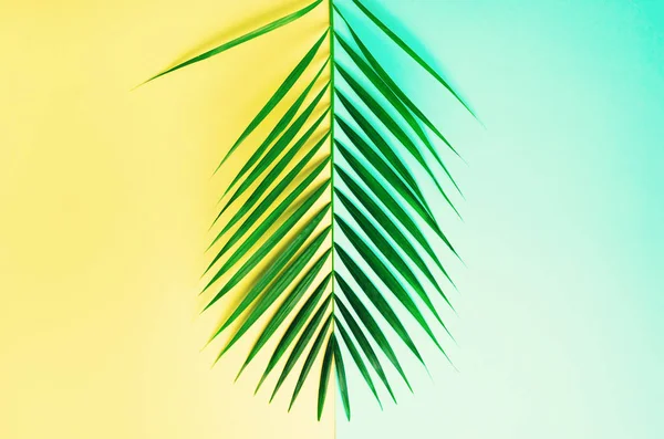 Conceito de verão com estilo. Folhas de palma tropicais sobre fundo amarelo e azul. Natureza mínima. Apartamento criativo leigos com espaço de cópia. Vista superior — Fotografia de Stock