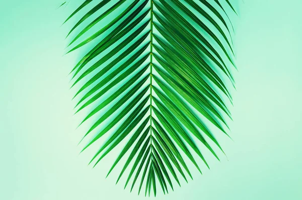 Minimální letní koncept. Pohled shora zelené listy na výrazných pastelových papíře. Creative ploché ležela kopie prostoru. Tropical palm listy na modrém pozadí. — Stock fotografie