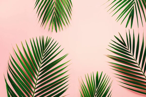 Feuilles de palmier tropicales sur fond rose pastel. Concept d'été minimal. Pose plate créative avec espace de copie. Feuille verte vue du dessus sur papier pastel perforé — Photo