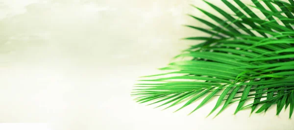 Feuilles de palmier tropical sur fond de béton gris. Concept d'été minimal. Pose plate créative avec espace de copie. Feuille verte vue du dessus sur papier pastel perforé — Photo
