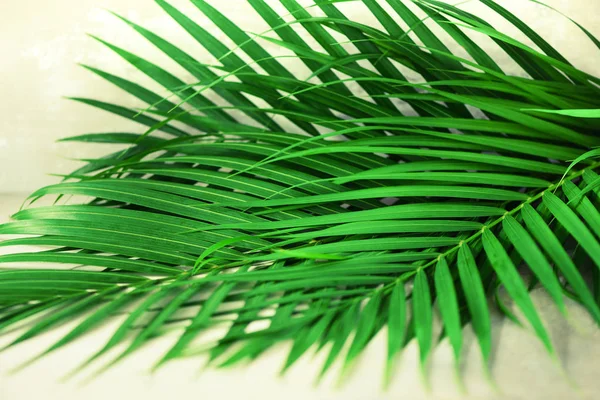 Feuilles de palmier tropical sur fond de béton gris. Concept d'été minimal. Pose plate créative avec espace de copie. Feuille verte vue du dessus sur papier pastel perforé — Photo