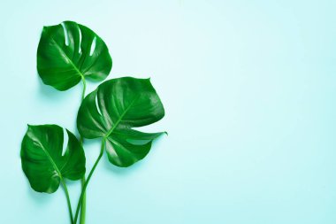 Kopya alanı mavi zemin üzerine yeşil monstera bırakır. Üstten görünüm. Minimal tasarım. Egzotik bitki. Yaratıcı yaz düz yatıyordu. Pop art trend