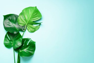 Kopya alanı mavi zemin üzerine yeşil monstera bırakır. Üstten görünüm. Minimal tasarım. Egzotik bitki. Yaratıcı yaz düz yatıyordu. Pop art trend