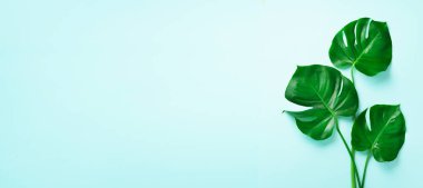 Kopya alanı mavi zemin üzerine yeşil monstera bırakır. Üstten görünüm. Minimal tasarım. Egzotik bitki. Yaratıcı yaz düz yatıyordu. Pop art trend. Afiş
