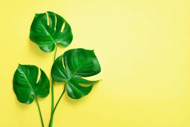 Kopya alanı sarı zemin üzerine yeşil monstera bırakır. Üstten görünüm. Minimal tasarım. Egzotik bitki. Yaratıcı yaz düz yatıyordu. Pop art trend