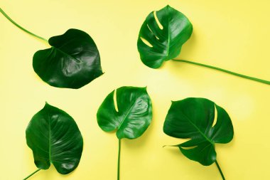 Tropikal monstera desen Sarı zemin üzerine bırakır. Düz yatıyordu. Üstten Görünüm. Pop sanat tasarım, yaratıcı ve egzotik yaz konsepti. En az stili