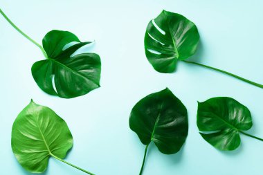 Tropikal monstera paterni mavi zemin üzerine bırakır. Düz yatıyordu. Üstten Görünüm. Pop sanat tasarım, yaratıcı ve egzotik yaz konsepti. En az stili