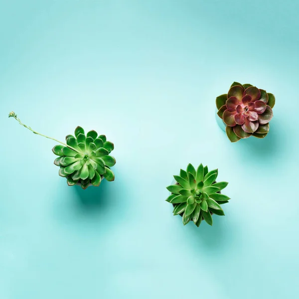 Pattern Green Exotic Succulents Blue Background Square Crop Flat Lay — Stock Photo, Image