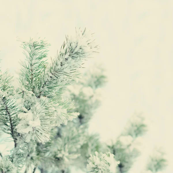 Christmas tree with snow, light bokeh on light background. Copy space. Card for festive New year party. Holiday concept. Square crop — Stock Photo, Image