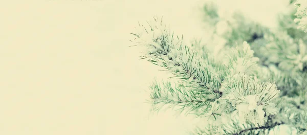 圣诞树与雪, 轻的 bokeh 在轻的背景。复制空间。节日新年晚会的卡片。假日概念。旗帜 — 图库照片