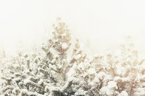 多雪的冬天森林与冷杉树。圣诞节和新年背景。复制空间 — 图库照片