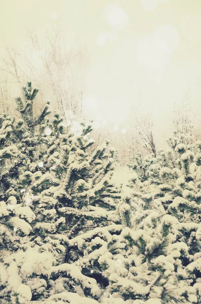 多雪的冬天森林。冷杉的全景。圣诞节和新年背景。复制空间 — 图库照片