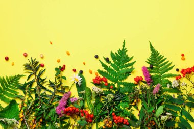 Maddeler bitkisel alternatif tıp, bütünsel ve naturopathy yaklaşım Sarı zemin üzerine. Otlar, çiçekler bitki çayı için. Görünümü ana sayfa, yer kopyalayın, yat.