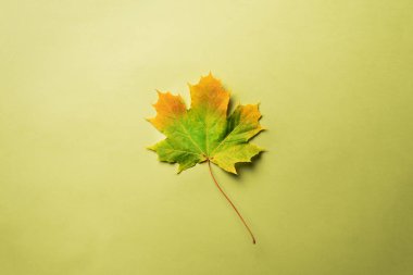 Yeşil arka plan kopya alanı ile akçaağaç yaprağı. Altın sonbahar kavramı. Güneşli bir gün, sıcak hava. Üstten Görünüm. Sonbahar renkleri.