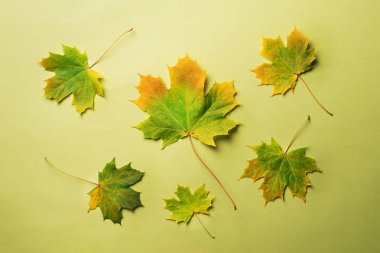 Kopya alanı yeşil zemin üzerine sonbahar yaprakları. Altın sonbahar kavramı. Güneşli bir gün, sıcak hava. Üstten Görünüm. Sonbahar renkleri.