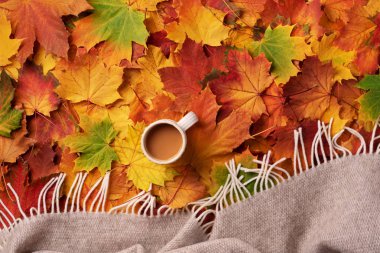 Bir fincan ılık içecek, renkli akçaağaç yapraklarının üzerine bej ekose. Sonbahar konsepti. Hygge ve samimi ruh hali