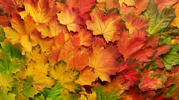 Kırmızı, turuncu, sarı ve yeşil akçaağaç arka plan bırakır. Altın sonbahar kavramı. Güneşli bir gün, sıcak hava. Üstten Görünüm. Afiş.