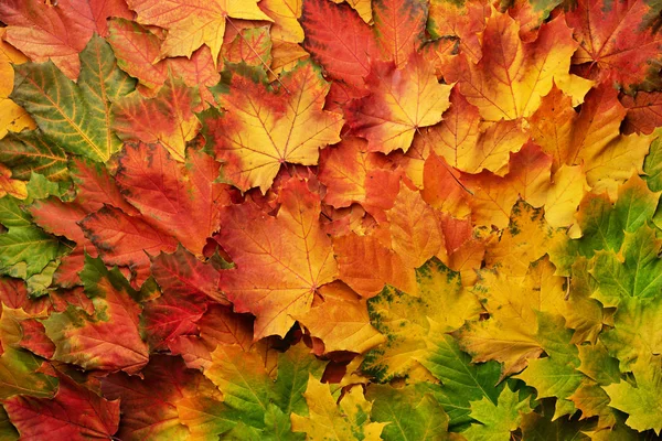 Renkli kopya alanı ile arka plan yaprak. Rahat sonbahar ruh. Sezon ve hava kavramı.