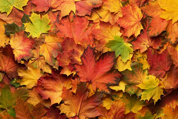 Kırmızı, turuncu, sarı ve yeşil akçaağaç arka plan bırakır. Altın sonbahar kavramı. Güneşli bir gün, sıcak hava. Üstten Görünüm. Afiş