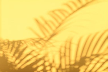 Pastel sarı duvar zemininde tropikal palmiye yapraklarının gölgeleri. Kopyalama alanı olan yaz afişi.