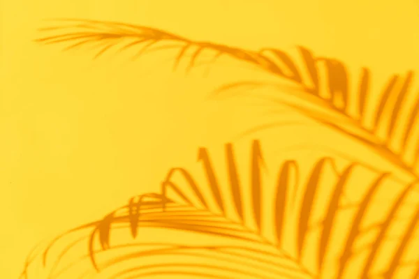 Concepto de viaje de verano. Sombra de hojas de palma exóticas se extiende sobre fondo de pared de color amarillo pastel. Banner con espacio de copia — Foto de Stock