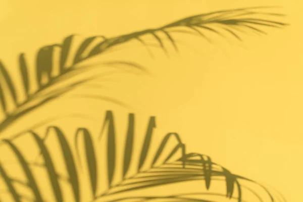 Sombras Hojas Palma Tropical Sobre Fondo Pared Color Amarillo Pastel —  Fotos de Stock