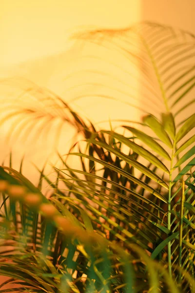 Ombres Feuilles Palmier Tropical Sur Fond Mur Jaune Pastel Bannière — Photo