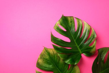 Tropikal monstera pembe arka plan bırakır. Düz yatıyordu, en iyi görünüm. Yaratıcı düzeni. Yaz konsepti.