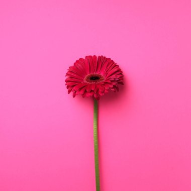 Pembe gerbera çiçek punchy pastel arka plan üzerinde. Kopya alanı ile kare ürün. Bahar ve kadın gün kavramı. Yaratıcı düzeni.