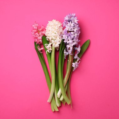 Punchy pastel pembe sümbül çiçekleri. Bahar, kadın gün kavramı. Kare ürün. Düz yatıyordu, en iyi görünümü.