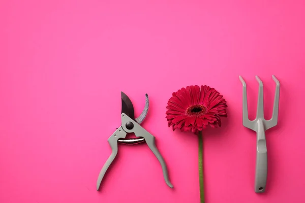 Gardening tools, flower on pink punchy pastel background. Spring, summer or garden concept with copy space