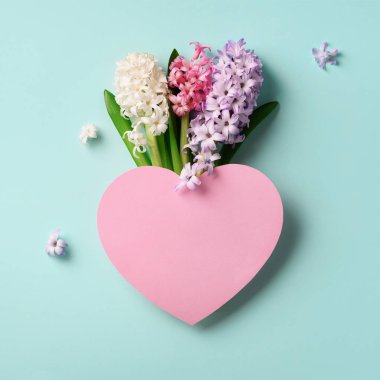 Bahar sümbül çiçekleri ve pembe kağıt kalp mavi punchy pastel arka plan üzerinde. Kare ürün. Bahar, yaz ve Bahçe kavramı. Yaratıcı düzeni. Üstten Görünüm, düz yatıyordu.