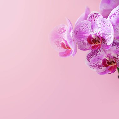 Pastel pembe arka planda mor orkide. Fotokopi alanı olan pankart. Bahar, kadın günü konsepti. Kare mahsul