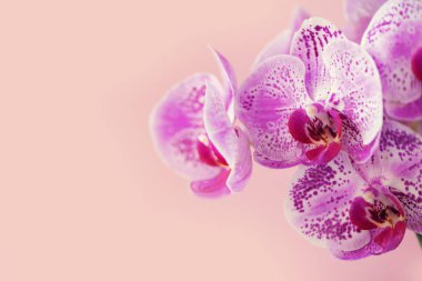 Menekşe pastel pembe orkide. Kopya alanı ile banner. Bahar, kadın gün kavramı.