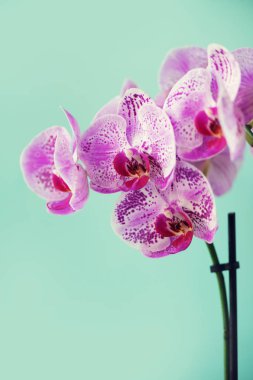 Pastel mavi zemin üzerine mor orkide dalı. Kopya alanı ile banner. Bahar, kadın gün kavramı.