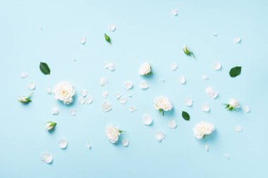 Çiçek kompozisyonu. Mavi arka planda beyaz güller ve çiçek yaprakları. Düz yerde, üst tarafta. Yaratıcı düzen. Fotokopi alanı olan bahar ya da yaz afişi