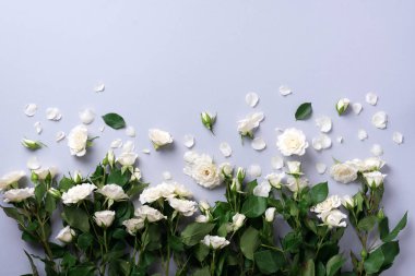 Gri arka planda beyaz güller ve çiçek yaprakları. Yaz ve bahar kompozisyonu. Düz yerde, üst tarafta. Kopya alanı olan çiçek deseni