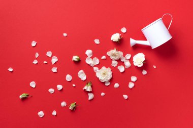 Sulama kutusu ve beyaz gül çiçekleri, kırmızı arka planda taç yaprakları. Yaratıcı iş için fikirler. Yaz, bahar ya da bahçe işleri..