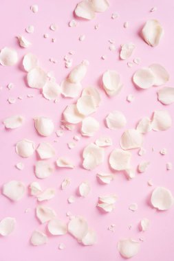 Pembe arka planda beyaz gül yaprakları. Sevgililer Günü, Kadınlar Günü konsepti. Fotokopi alanı olan şenlikli doku. Düz yatış, üst görünüm