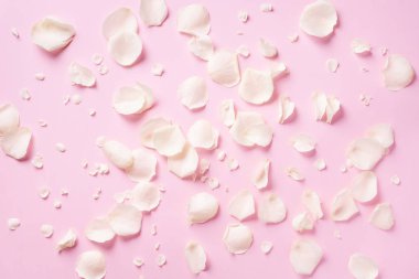 Pembe arka planda beyaz gül yaprakları. Sevgililer Günü, Kadınlar Günü konsepti. Fotokopi alanı olan şenlikli doku. Düz yatış, üst görünüm