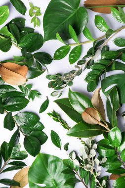 Tropikal yeşil yapraklardan yapılmış yaratıcı bir düzen. Düz yatıyordu. Üst Manzara. Yaz ya da bahar doğa konsepti. Reklam kartı ya da davetiye için boş. Model